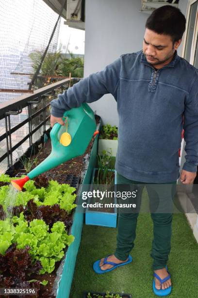 close-up image of male indian gardener watering red and green coral lettuce leaves, lollo bionda (pale green), lollo rosso (red) with red watering can, raised vegetable garden bed with pigeon anti-bird netting, focus on foreground - garden salad stock pictures, royalty-free photos & images