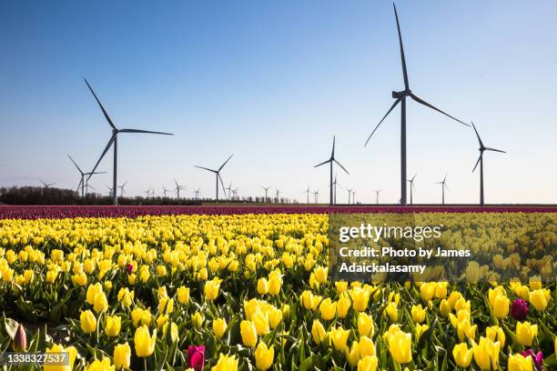 tulip field with wind turbines - netherlands flowers stock pictures, royalty-free photos & images