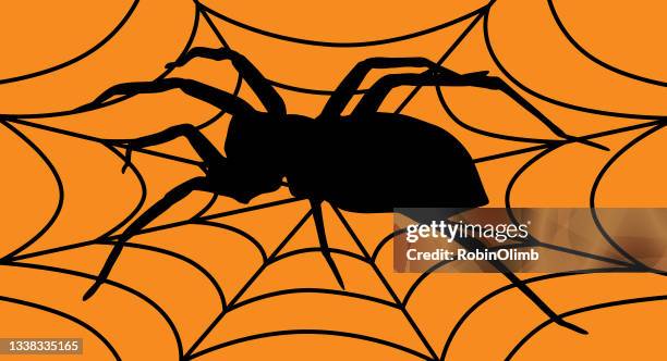 spider on spider web - wandering spider stock illustrations