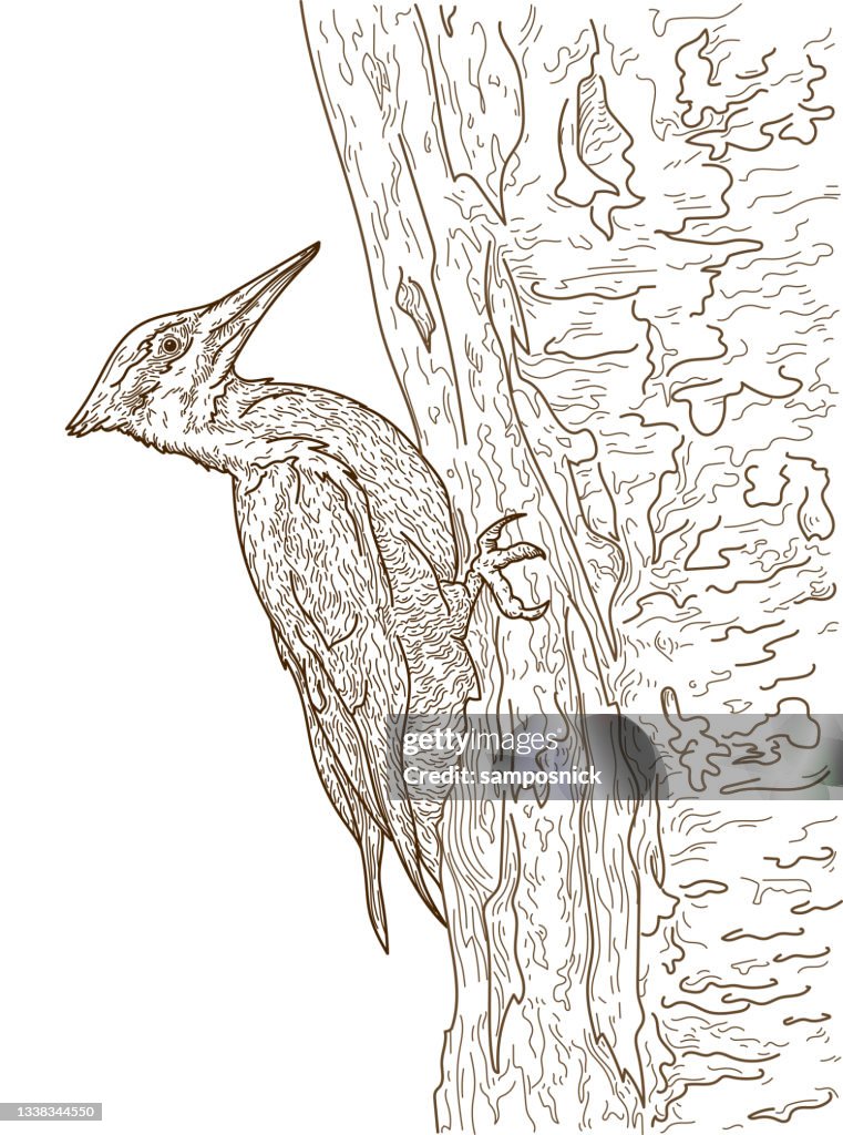 Pileated Woodpecker Line Art