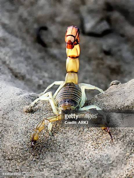 4,862 Animal Scorpio Photos and Premium High Res Pictures - Getty Images