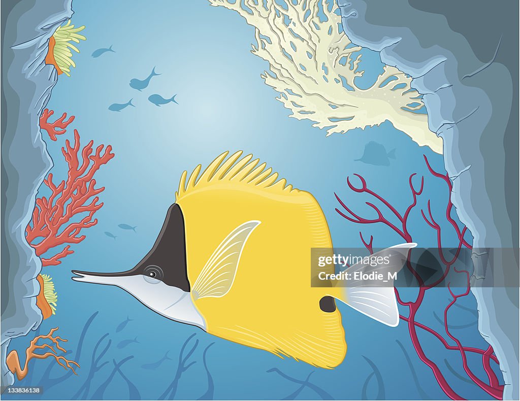 Yellow Longnose Butterflyfish