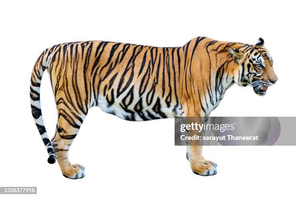 tiger white background isolate full body - indochinese tiger stock-fotos und bilder