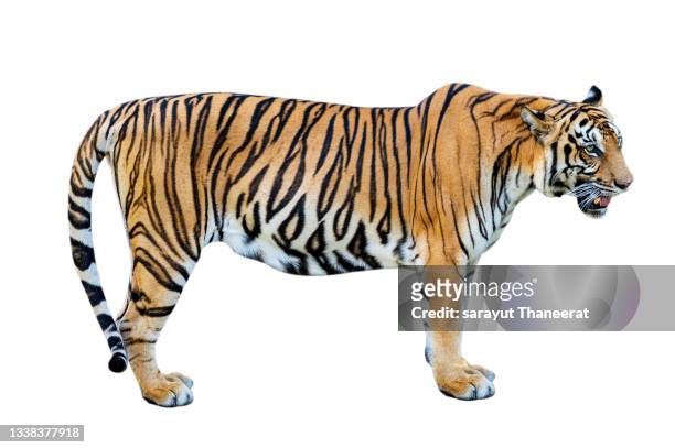 tiger white background isolate full body - tiger cu portrait stock pictures, royalty-free photos & images