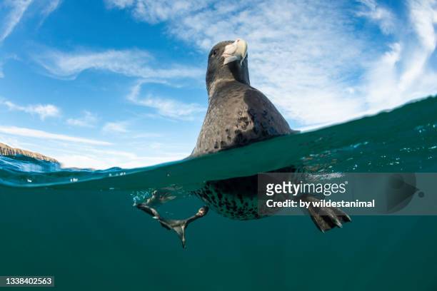 southern giant petrel, nuevo gulf, valdes peninsula, argentina. - sea bird stock pictures, royalty-free photos & images