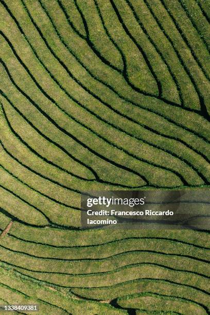 tea plantation geometry natural pattern from above, top down view. - portugal landscape stock pictures, royalty-free photos & images