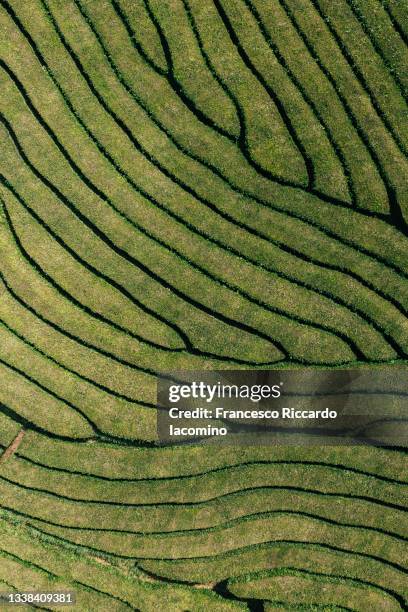 tea plantation geometry natural pattern from above, top down view. - plantation tea bildbanksfoton och bilder