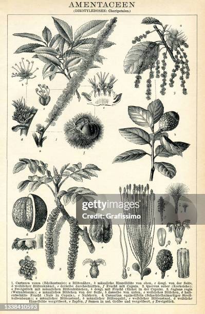 illustrazioni stock, clip art, cartoni animati e icone di tendenza di specie di noci e altre piante 1898 - castagno