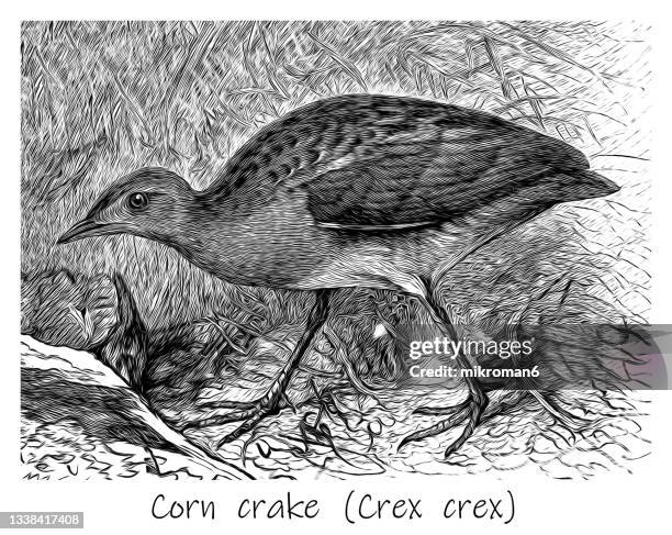 old engraved illustration of ornithology - the corncrake, corncrake or landrail (crex crex, crex pratensis) - corncrake stock pictures, royalty-free photos & images