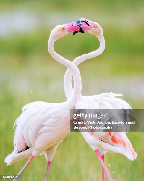 beautiful art of greater flamingos with necks entwined against pastel colors at amboseli, kenya - flamingo kiss stock pictures, royalty-free photos & images