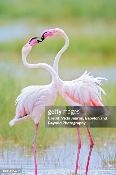 beautiful artistic view of  greater flamingos kissing against pastel colors at amboseli, kenya - greater flamingo stock-fotos und bilder