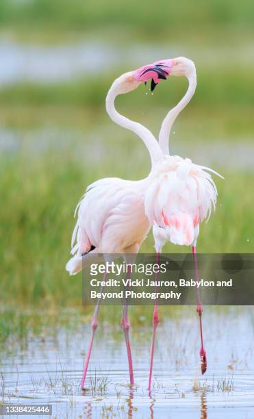 cute  artistic full frame of greater flamingo kissing  against pastel colors at amboseli, kenya - greater flamingo stock pictures, royalty-free photos & images