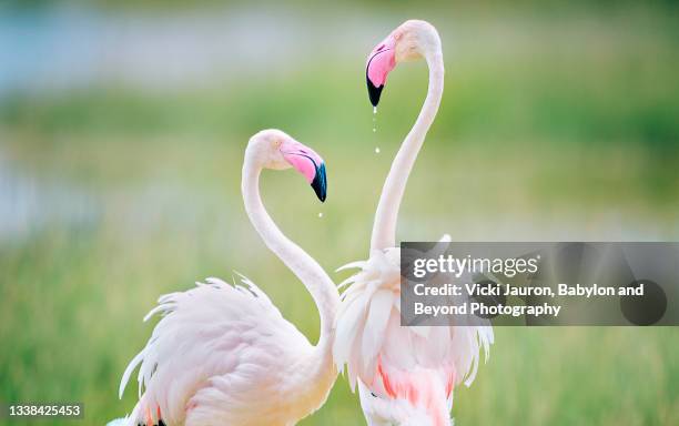 beautiful artistic close up of  interaction of greater flamingos against pastel colors at amboseli, kenya - greater flamingo stock pictures, royalty-free photos & images