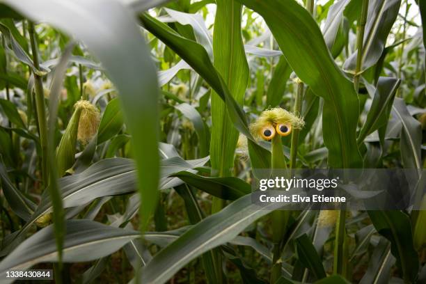 googly eyes on a corn of maize with silks emerging from the corn ear, imitating tousled yellow hair. - offbeat stock pictures, royalty-free photos & images