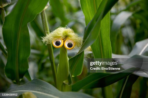 googly eyes on a corn of maize with silks emerging from the corn ear, imitating tousled yellow hair. - google eyes stock pictures, royalty-free photos & images