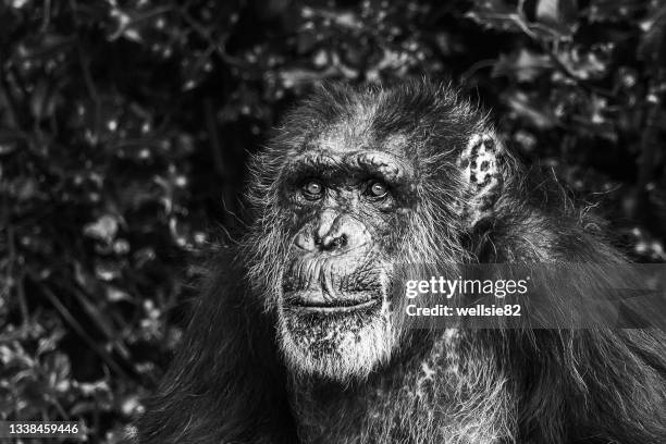 portrait of a western chimpanzee - old animal traps stock pictures, royalty-free photos & images