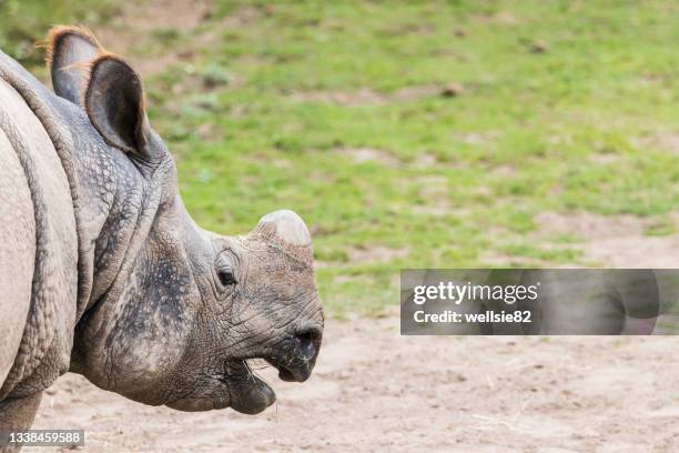 greater one horned rhinoceros - great indian rhinoceros stockfoto's en -beelden