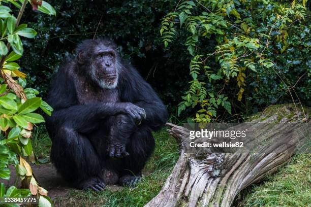 western chimpanzee in a secluded corner - zoo stock pictures, royalty-free photos & images