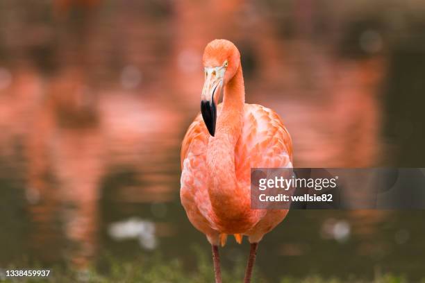 caribbean flamingo close up - endangered species bird stock pictures, royalty-free photos & images