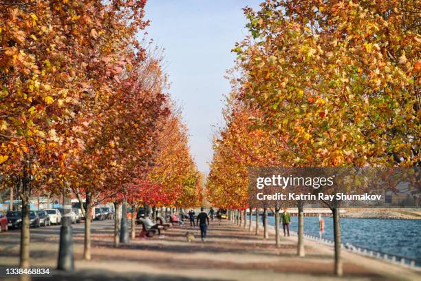 autumn mood of maple alley - day toronto stock pictures, royalty-free photos & images