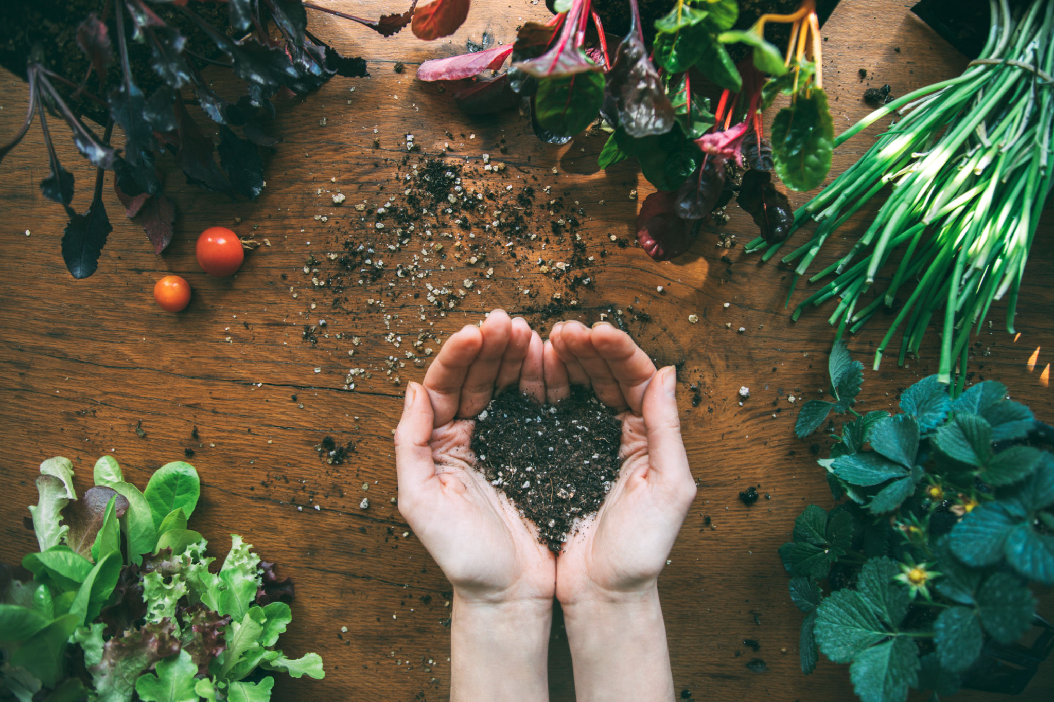 healthy soil