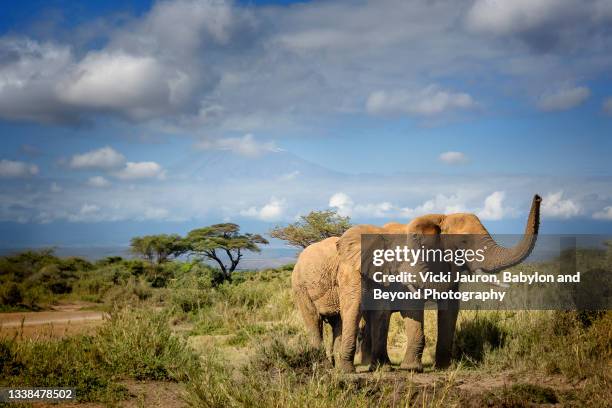 dramatic sky with two cute elephants posing in front of mt. kilimanjaro at amboseli, kenya - animales de safari fotografías e imágenes de stock