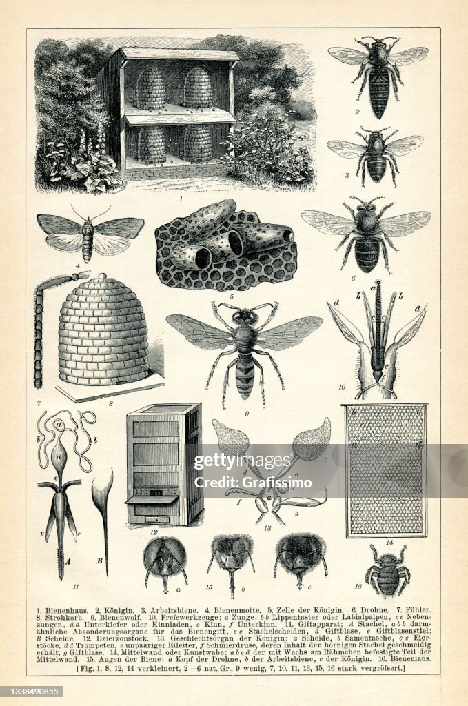 Abeille mellifère en apiculture infographie page 1898