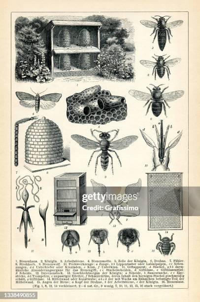 honey bee in apiculture infographic page 1898 - enciclopedia stock illustrations