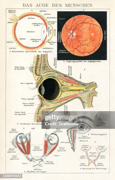 ophthalmologist examining human eye infographic 1898 - patient history stock illustrations