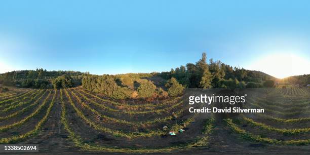 An aerial view of workers harvesting Cabernet Sauvignon red wine grapes in the cool evening hours on September 4, 2021 in Moshav Givat Yearim in the...