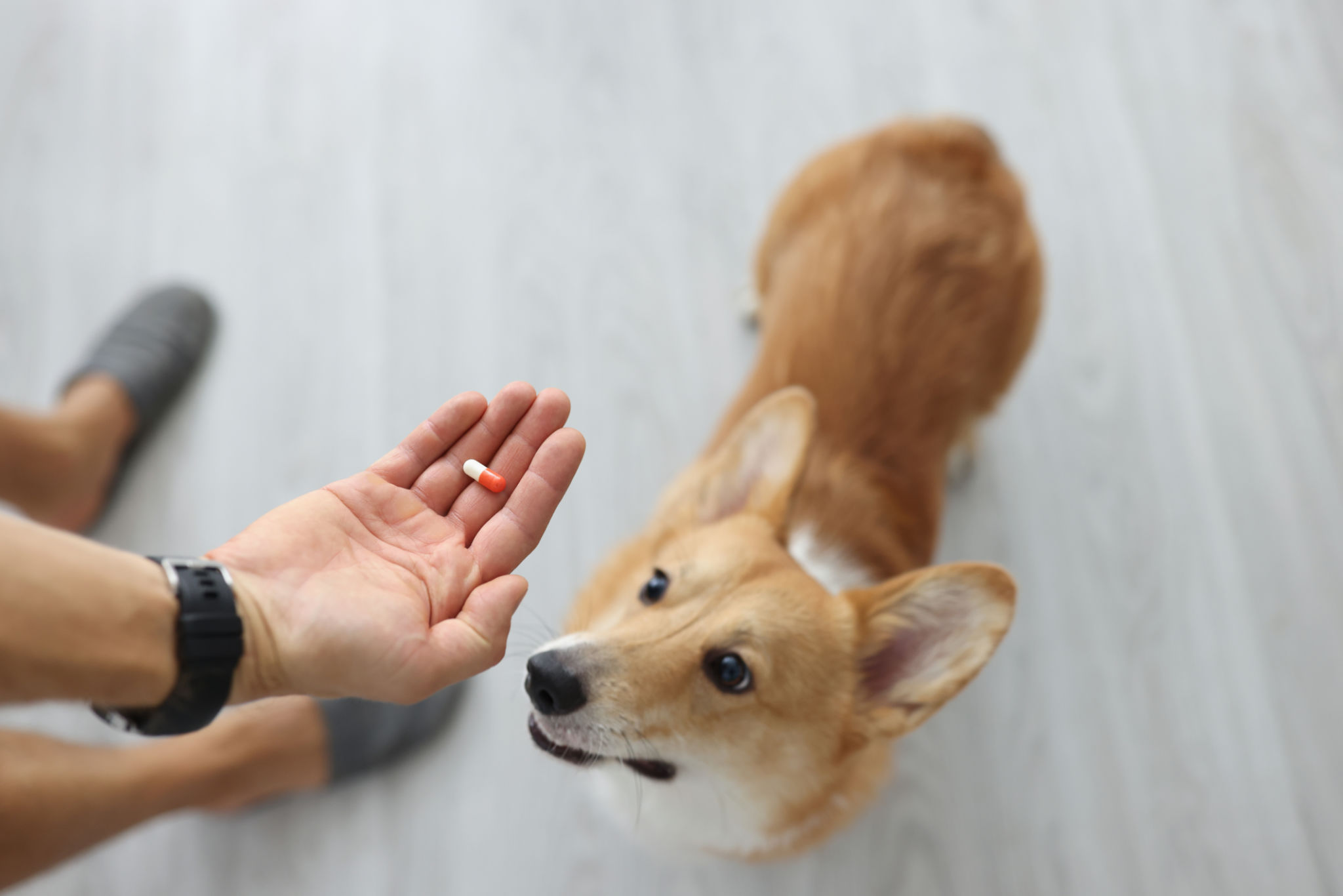 dog vitamins minerals