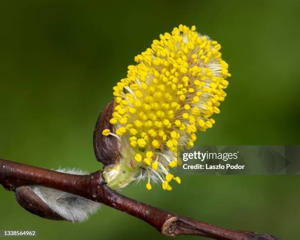 pussy willow catkin - pussy willow stock pictures, royalty-free photos & images