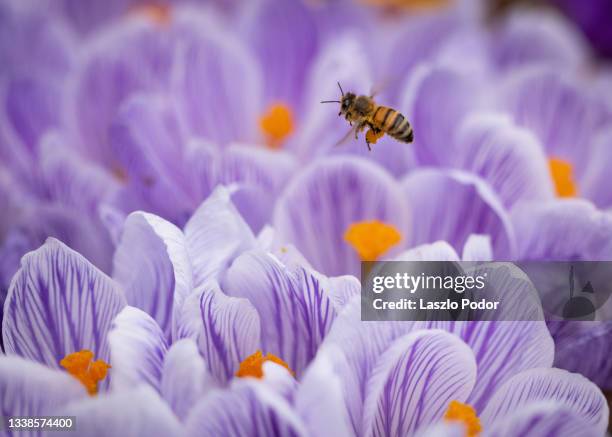 crocus flowers - crocus stock pictures, royalty-free photos & images