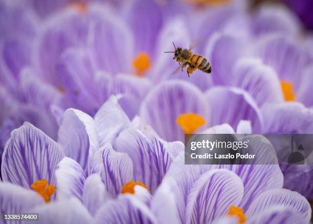 crocus flowers - bee flower stock pictures, royalty-free photos & images