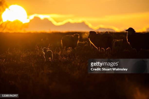 sheep silhouettes at sunset - australian pasture stock pictures, royalty-free photos & images