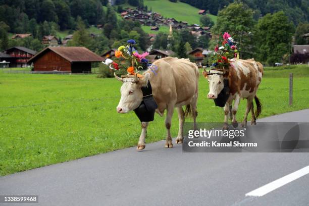 swiss cow parade- alphabfahrt - swiss cow stock pictures, royalty-free photos & images