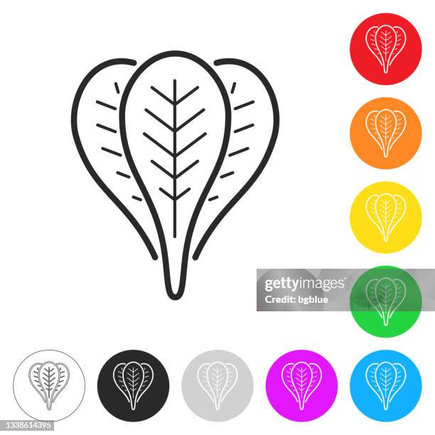 spinach. flat icons on buttons in different colors - spinach isolated stock illustrations