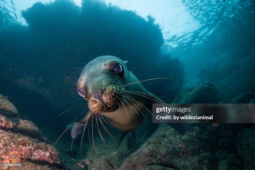 Young California sea lion, Los Islotes, Sea of Cortes, Baja California, Mexico.