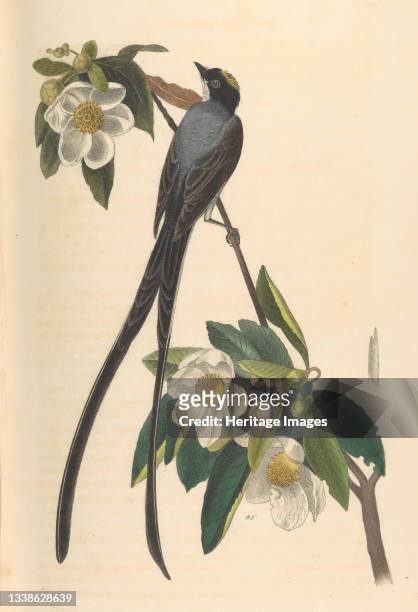 Fork-tailed Flycatcher, Gordonia lasianthus, 1840-44. From The Birds of America from Drawings Made in the United States. Artist John T. Bowen.