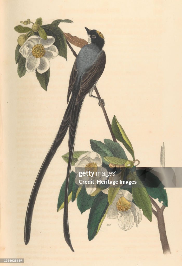 Fork-Tailed Flycatcher