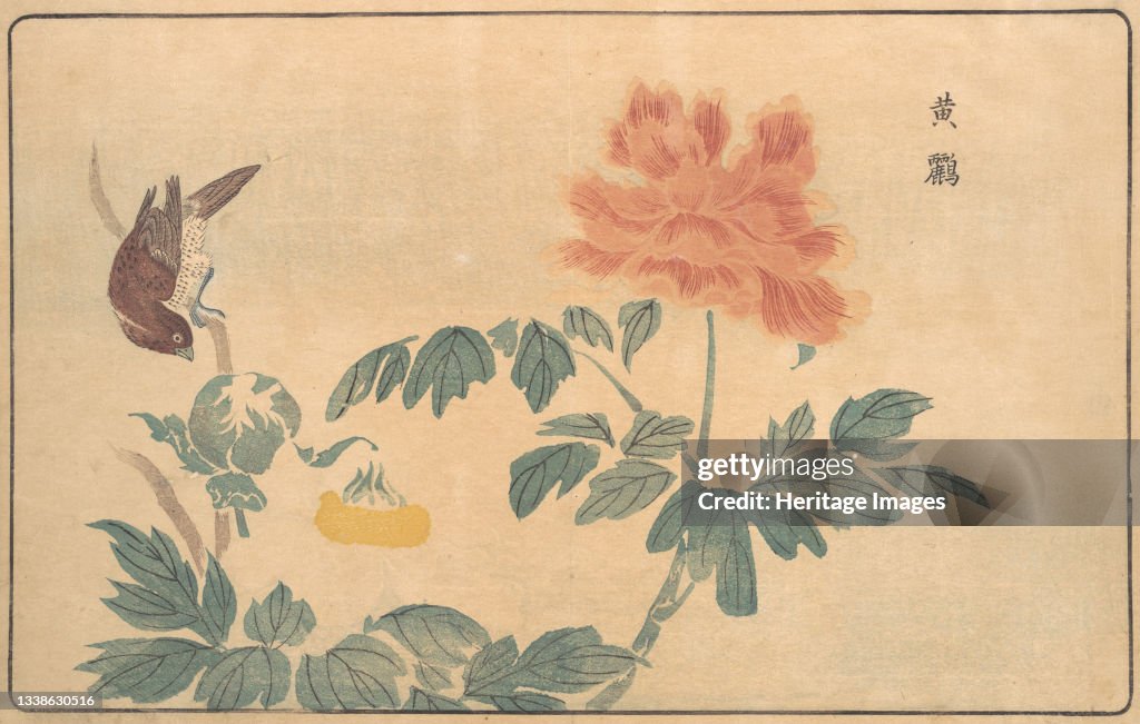 Chinese Oriole And Peonies