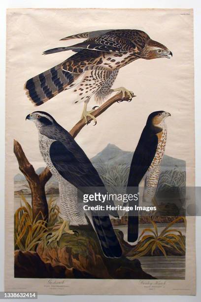 Goshawk, Stanley Hawk , 1830. Artist John James Audubon.