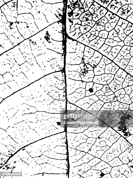 stockillustraties, clipart, cartoons en iconen met leaf tree grunge texture. black dusty scratchy pattern. abstract grainy background. vector design artwork. textured effect. crack. - metall