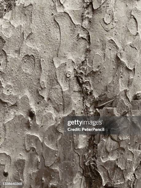 stockillustraties, clipart, cartoons en iconen met mold moss tree bark grunge texture. black dusty scratchy pattern. abstract grainy background. vector design artwork. textured effect. crack. - metall