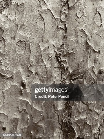 Mold Moss Tree Bark Grunge Texture. Black Dusty Scratchy Pattern. Abstract Grainy Background. Vector Design Artwork. Textured Effect. Crack. Mold Moss Tree Bark Grunge Texture. Black Dusty Scratchy Pattern. Abstract Grainy Background. Vector Design Artwork. Textured Effect. Crack.