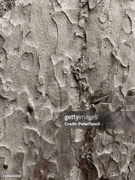 mold moss tree bark grunge texture. black dusty scratchy pattern. abstract grainy background. vector design artwork. textured effect. crack. - metall 幅插畫檔、美工圖案、卡通及圖標