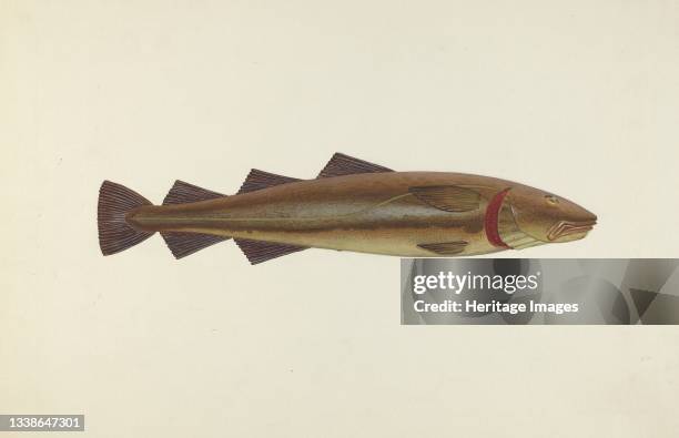 Sacred Cod Fish Sacred Photos and Premium High Res Pictures - Getty Images