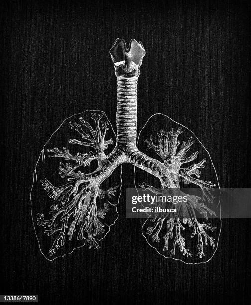 stockillustraties, clipart, cartoons en iconen met antique illustration of human body anatomy: bronchial tree and lungs - long term