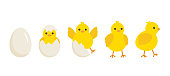 Cute baby chick born from an egg. Chicken hatching stages. Newborn little yellow cartoon chicks for easter design. Cracked shell and bird hens emergence from egg. Vector illustration
