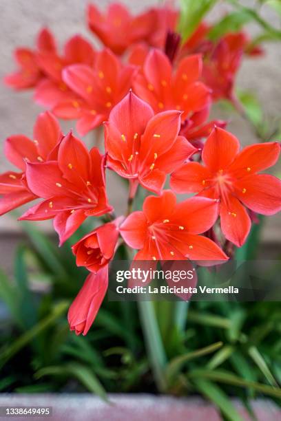 amarylis flowers - amaryllis stock-fotos und bilder